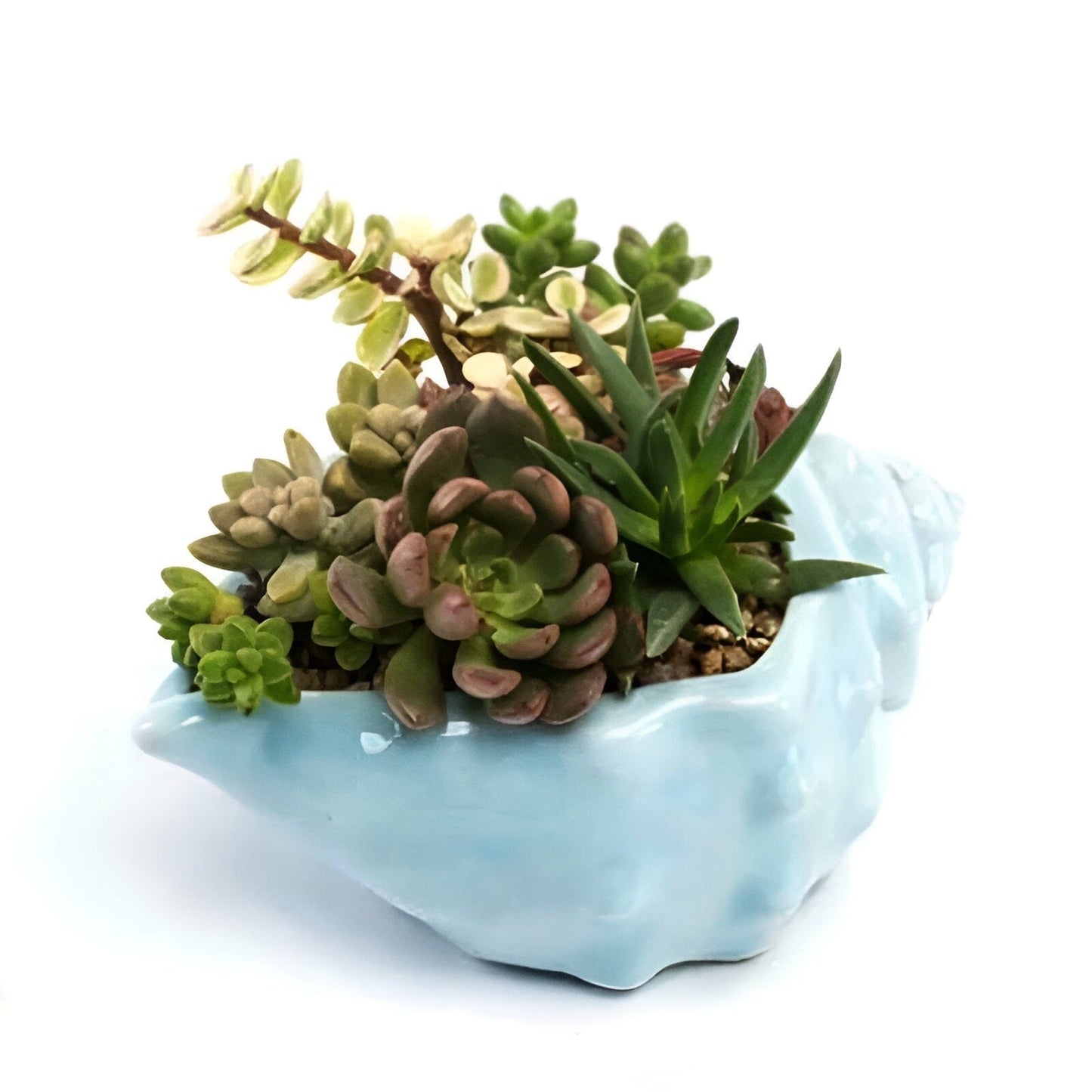 Under the Sea Planters