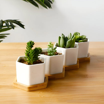 Hexagon Ceramic Succulent Planter with Bamboo Saucer