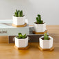 Hexagon Ceramic Succulent Planter with Bamboo Saucer