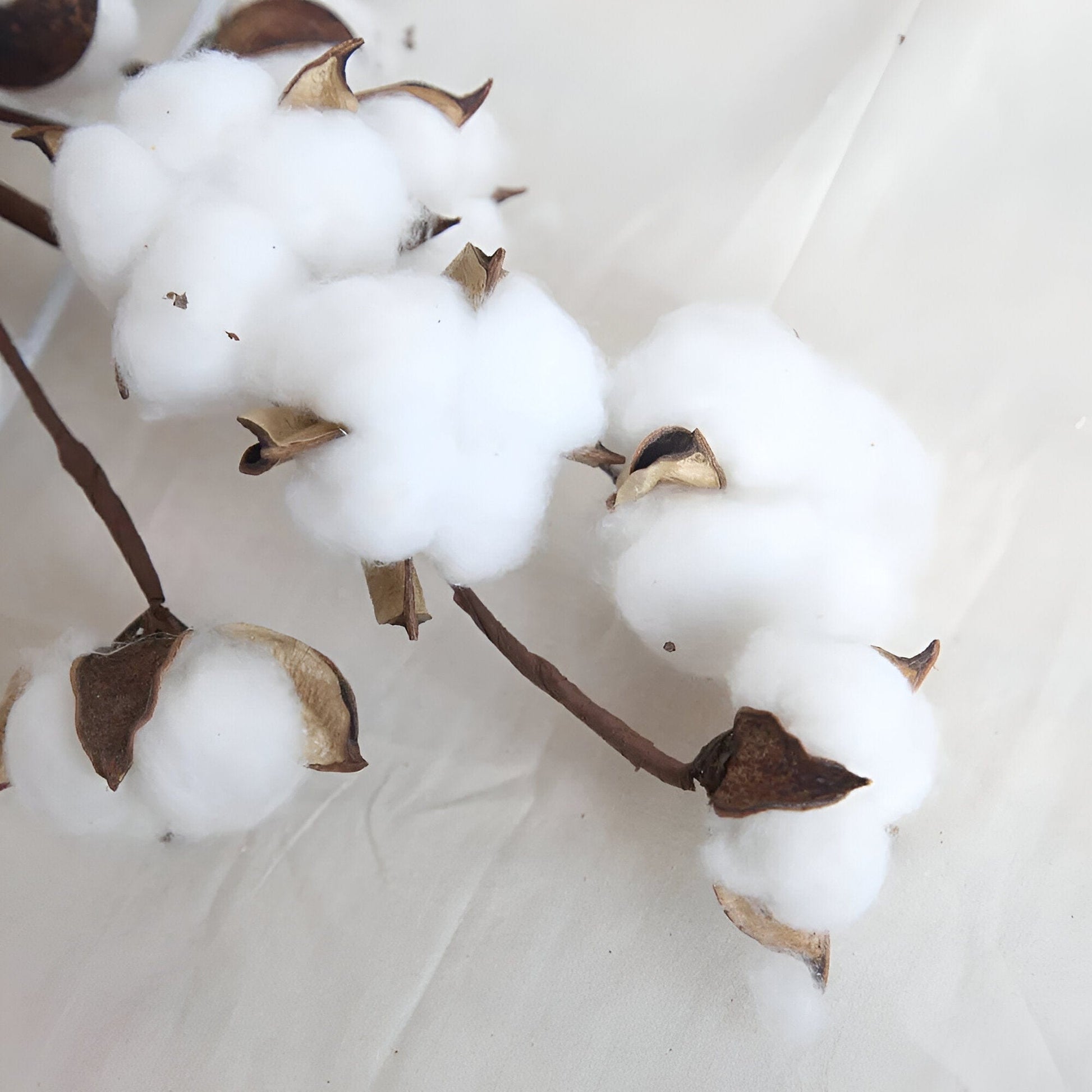 Cotton Stems