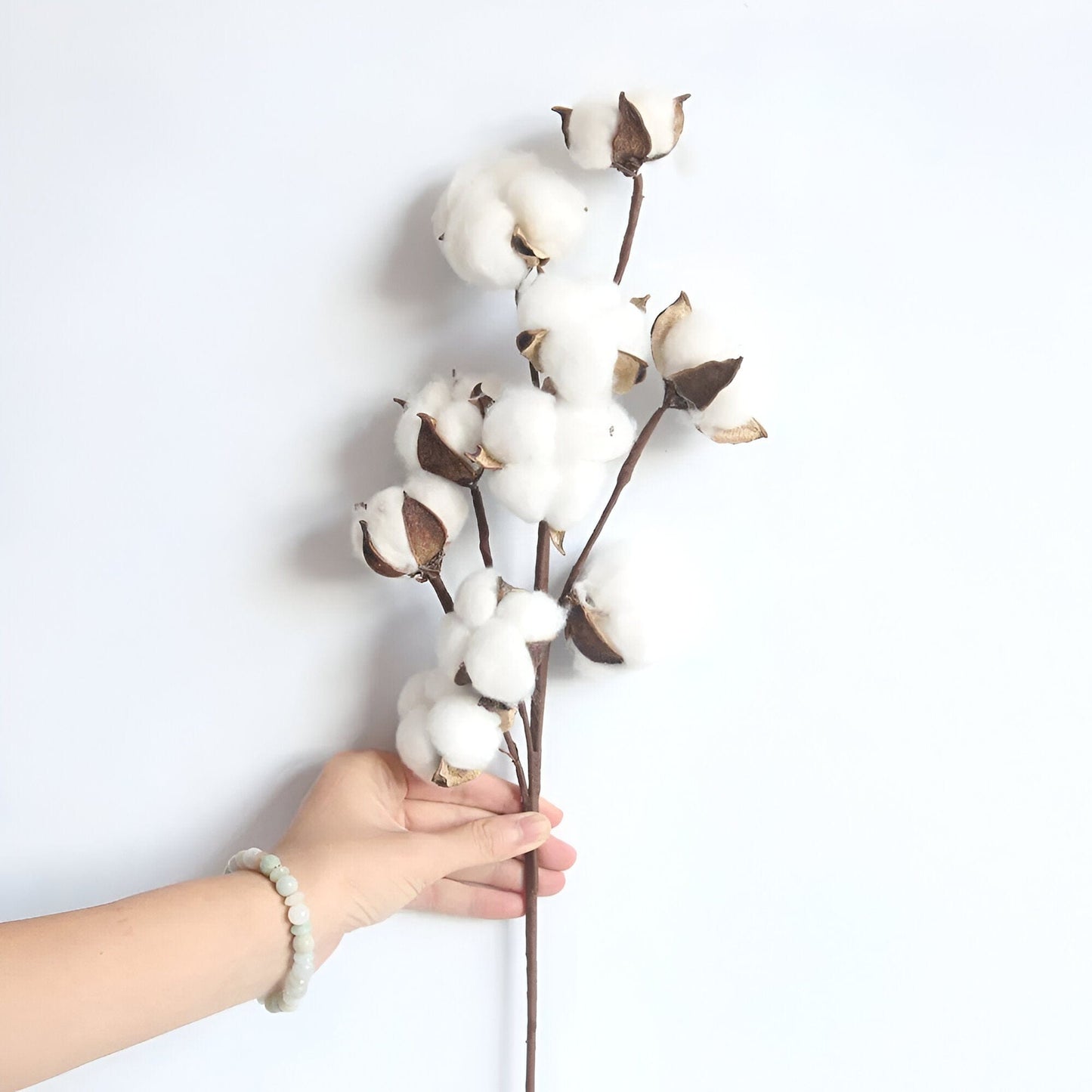 Cotton Stems