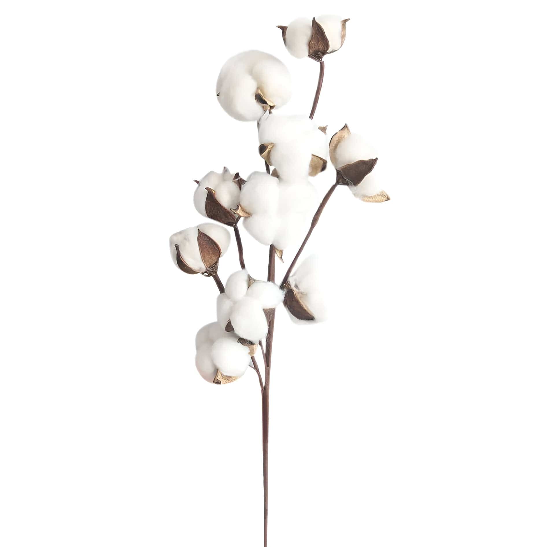 Cotton Stems