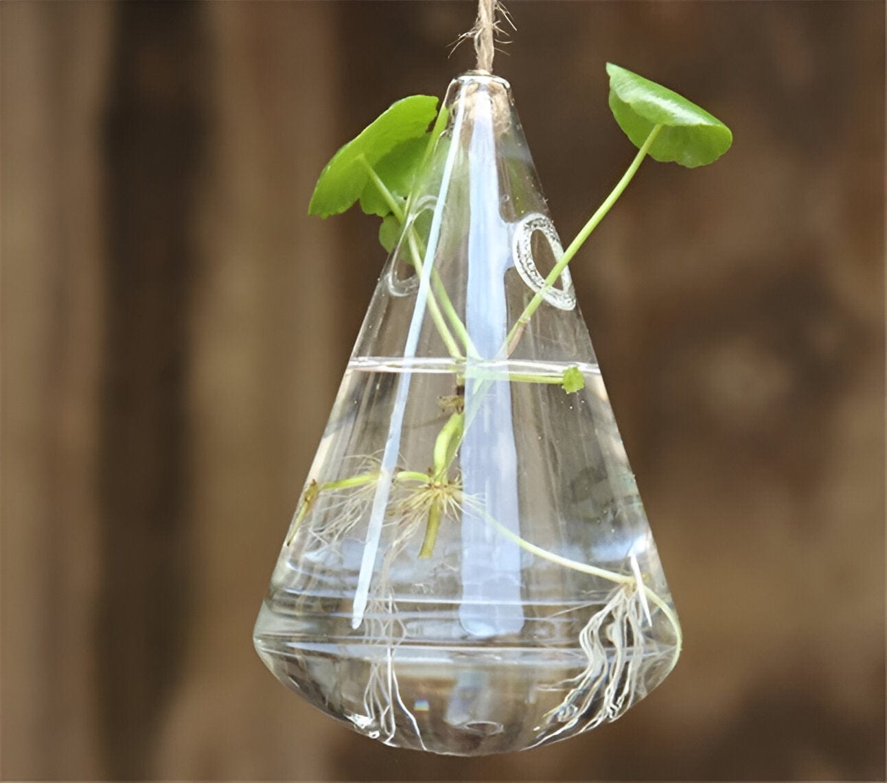 Glass Hanging Terrarium Vases