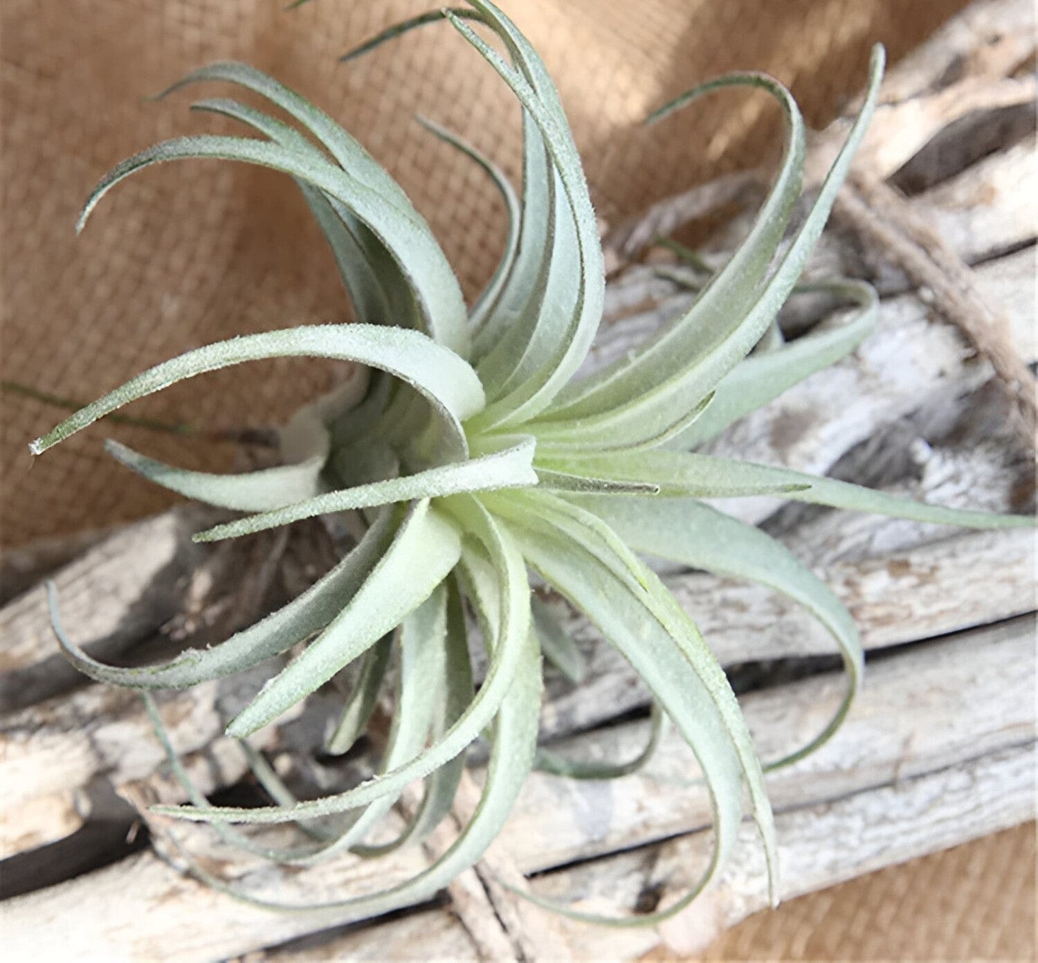  Faux Air Plant