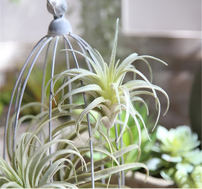  Faux Air Plant