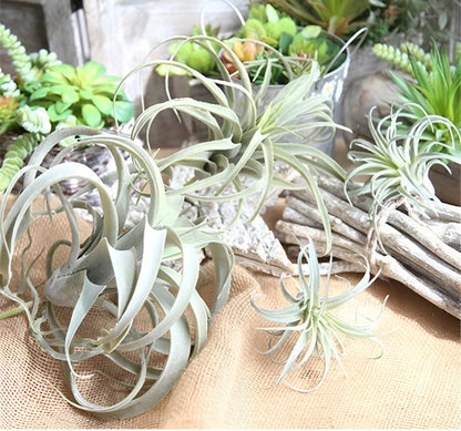  Faux Air Plant