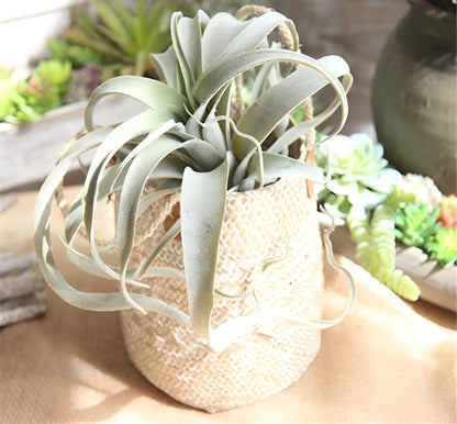  Faux Air Plant