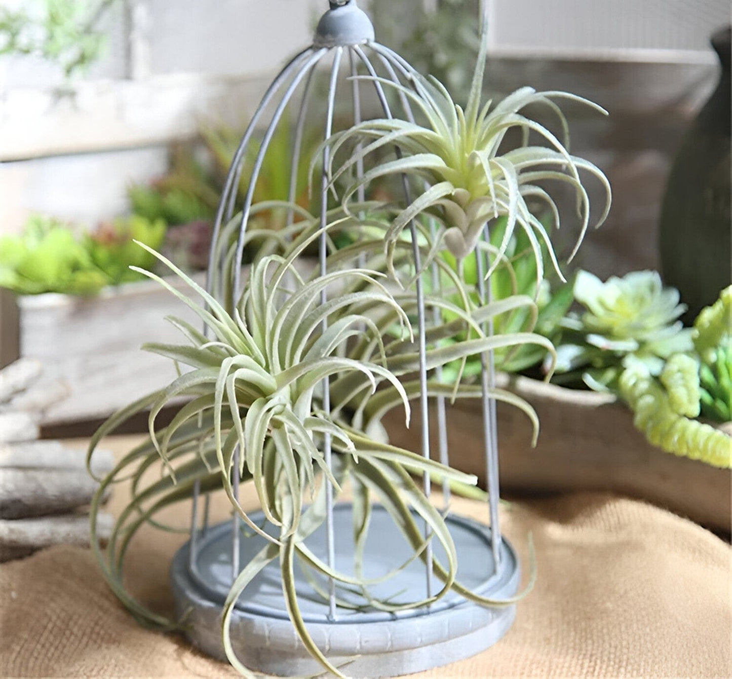  Faux Air Plant