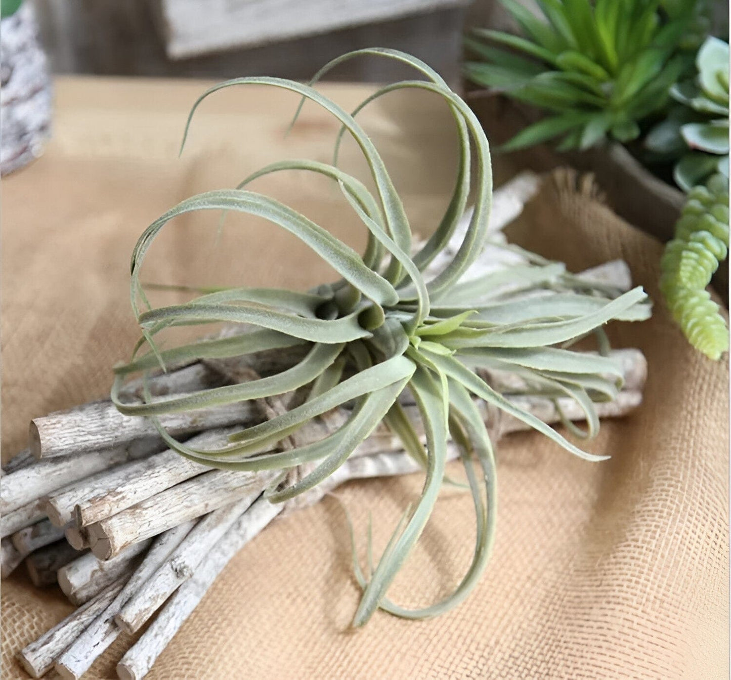  Faux Air Plant