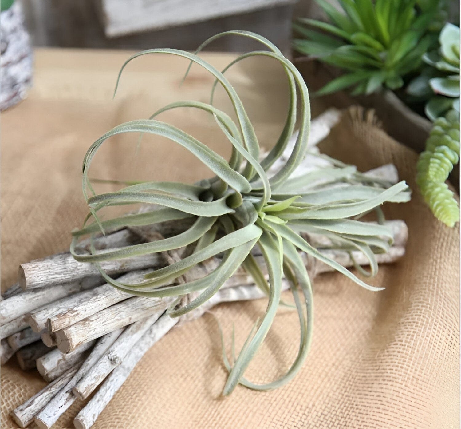  Faux Air Plant