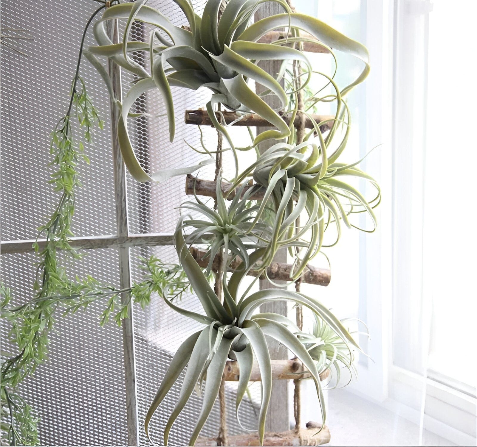  Faux Air Plant