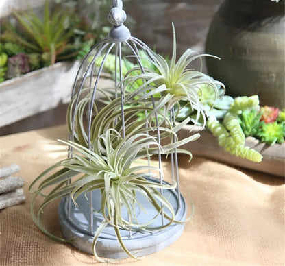  Faux Air Plant