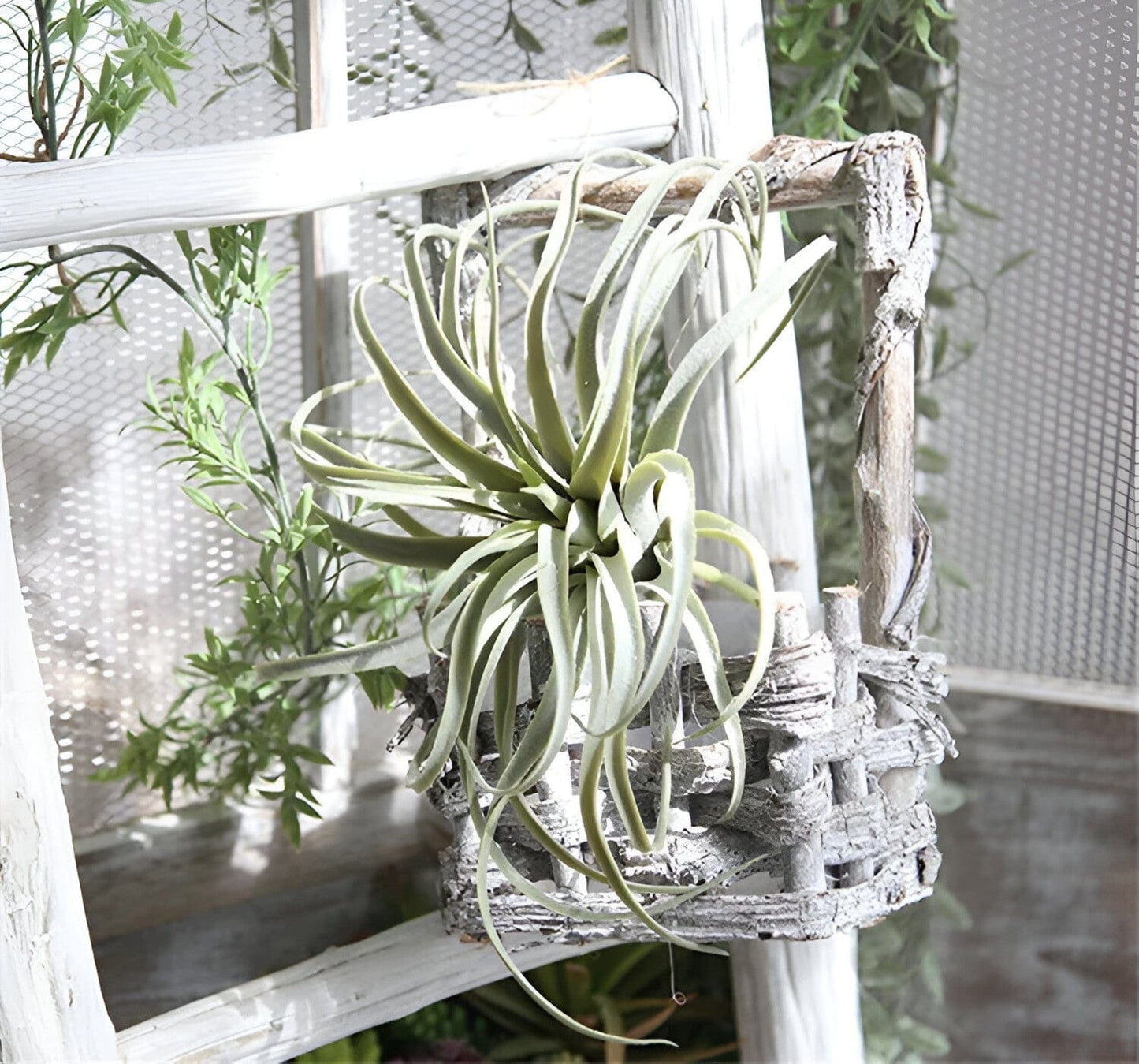  Faux Air Plant