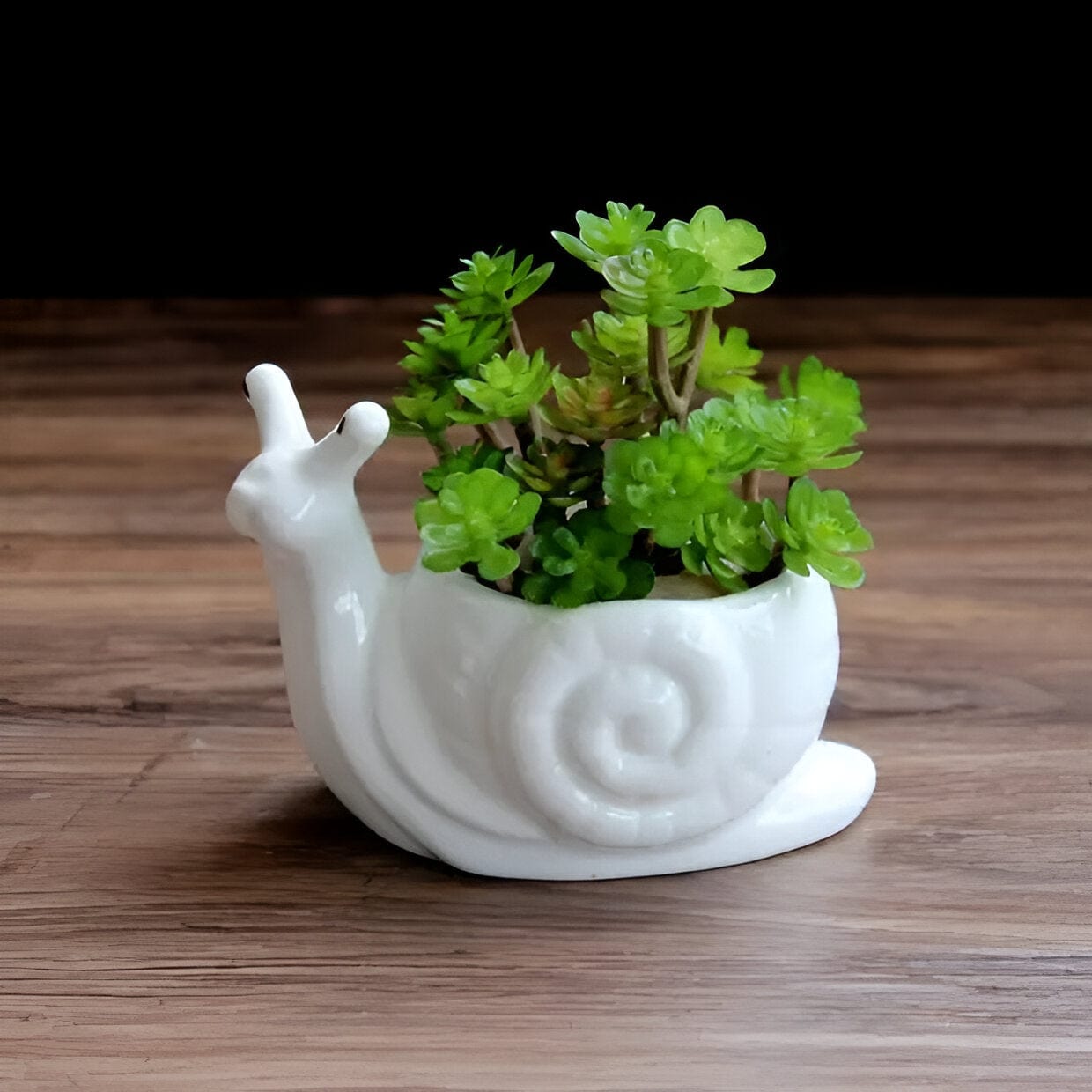 Succulents Mini Flower Pot