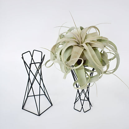 Twisted Geometric Metal Air Plant Stand