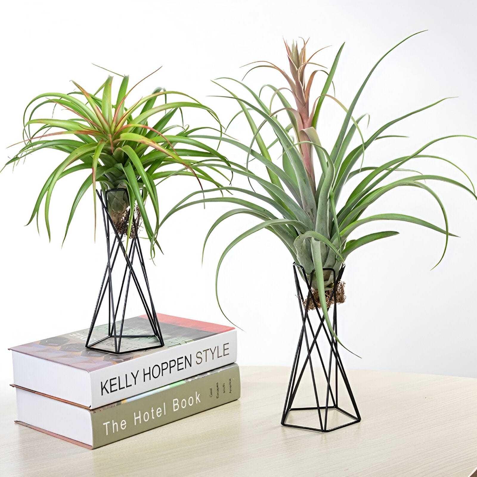 Twisted Geometric Metal Air Plant Stand