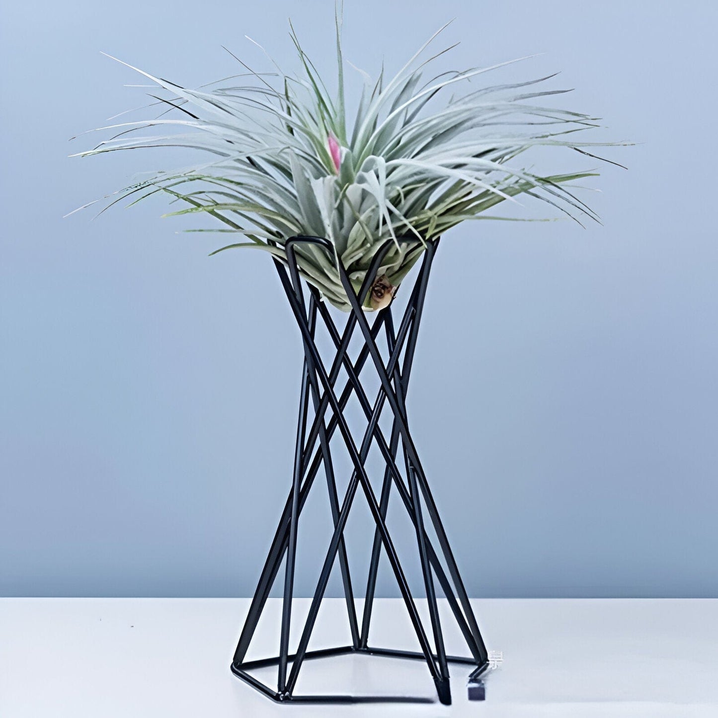 Twisted Geometric Metal Air Plant Stand