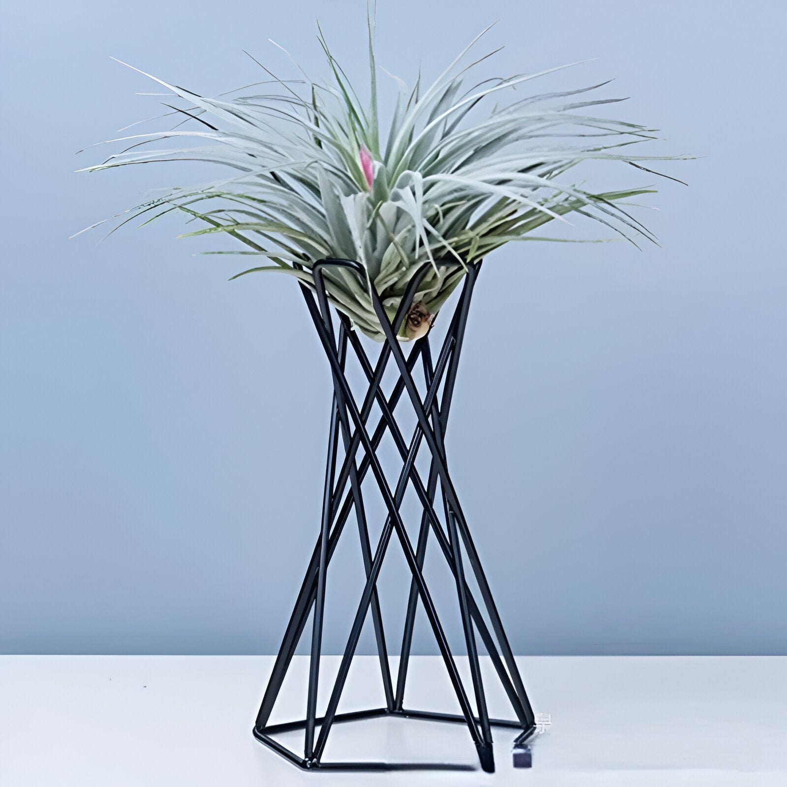 Twisted Geometric Metal Air Plant Stand