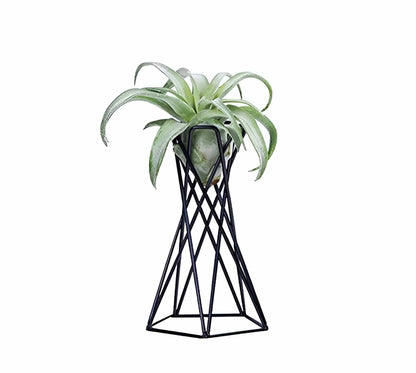 Twisted Geometric Metal Air Plant Stand