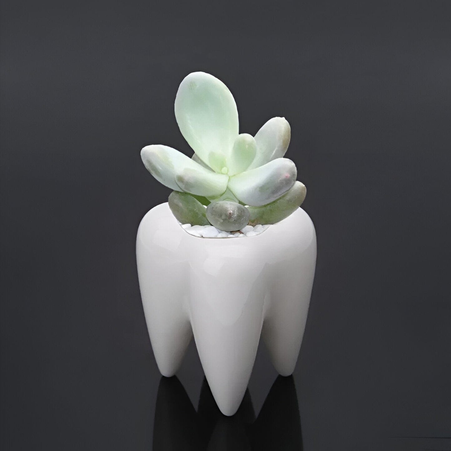 Ceramic Tooth Shape Vase