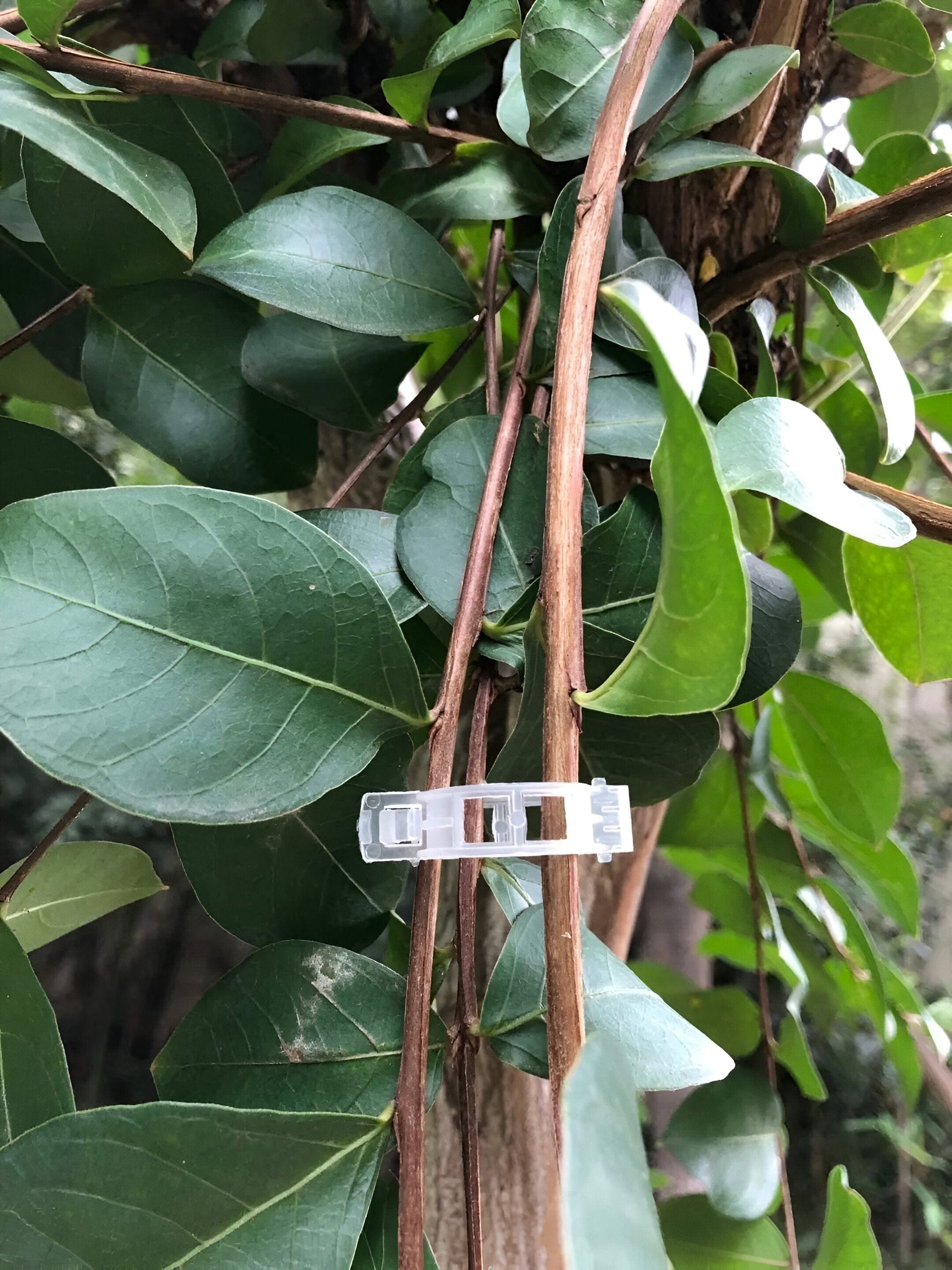 Plant Stalk Support Mounting Clip Set