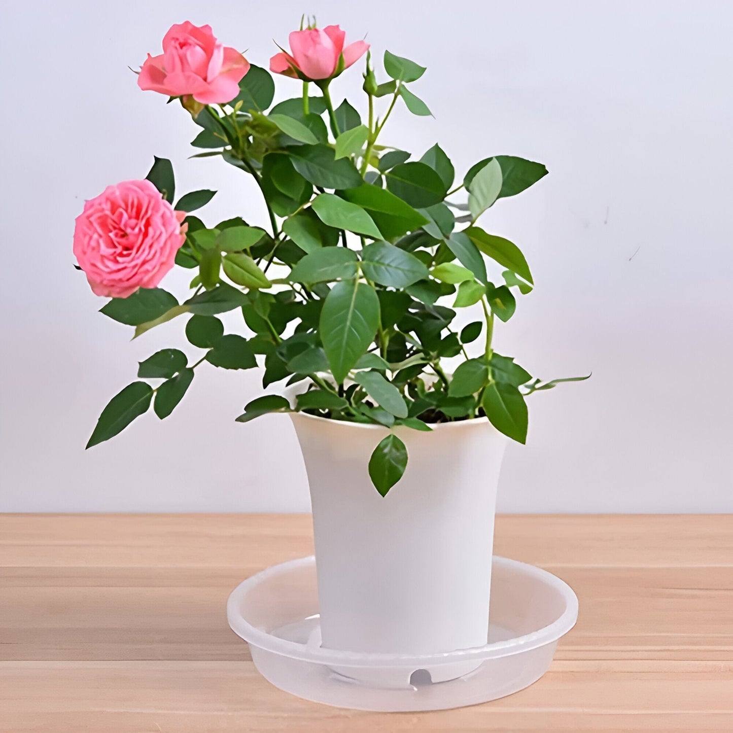 10-Piece Clear Plastic Planter Saucer Set