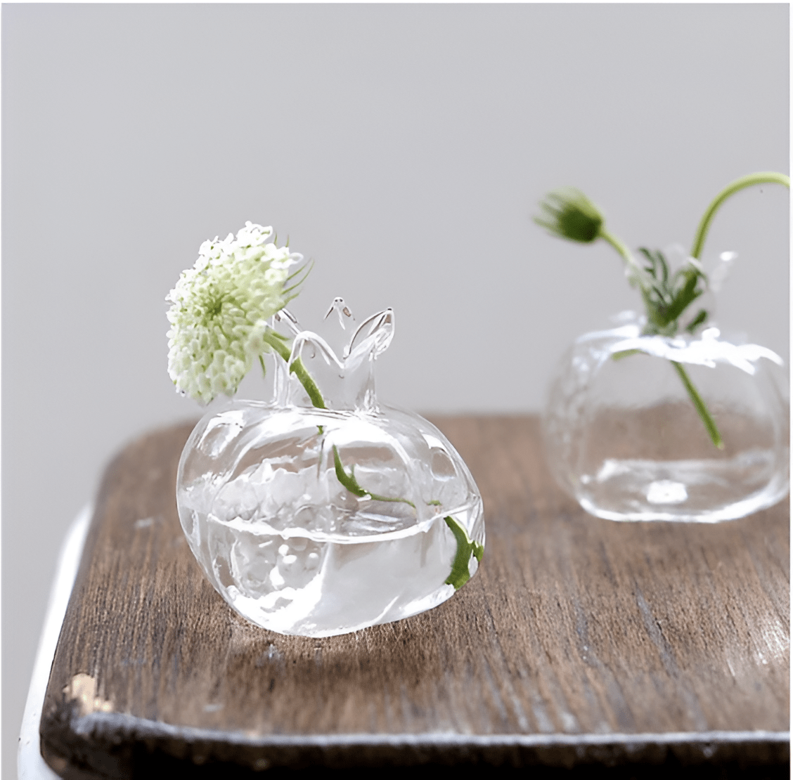 Pomegranate Glass Hydroponic Propagation Vase