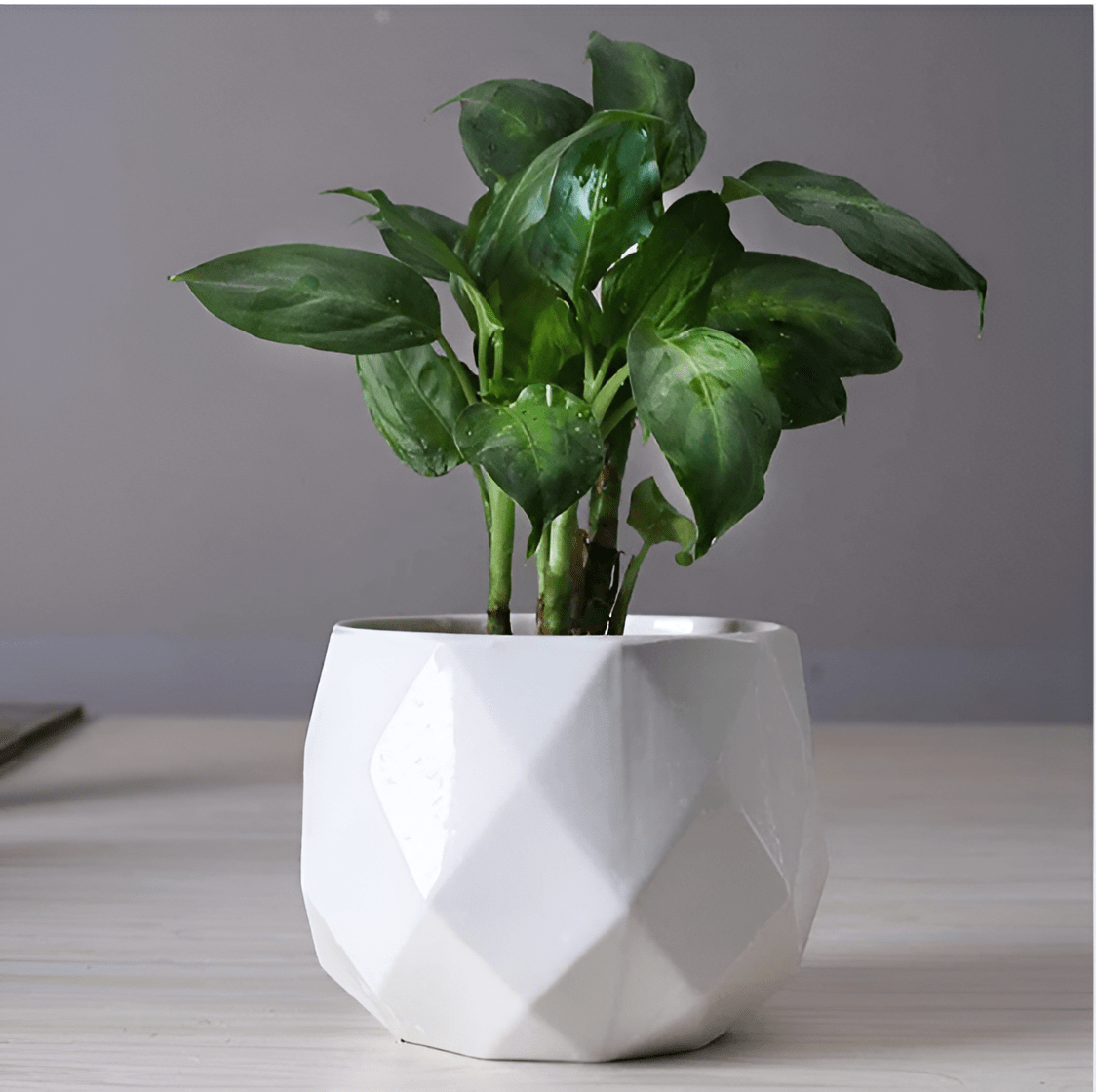 Rounded Diamond Ceramic Succulent Planters